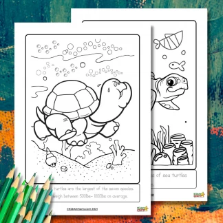Turtle coloring pages: Turtle colouring and facts
